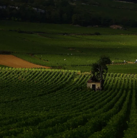bachelet wine