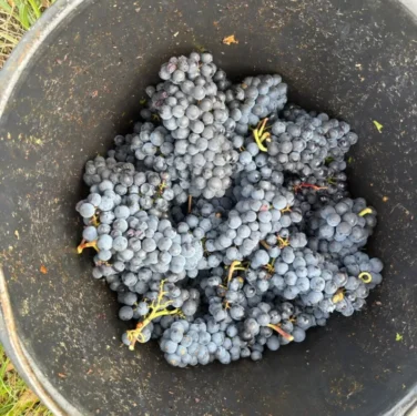 feletting-uvas